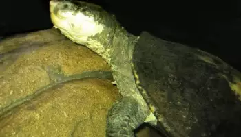 Elsay belogorlae, edinstvena želva, ki je sposobna dihati plen, je ogrožena zaradi izginotja